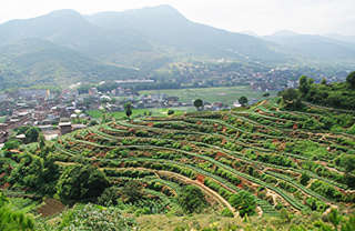Картинка чая Те Гуань Инь из Аньси.