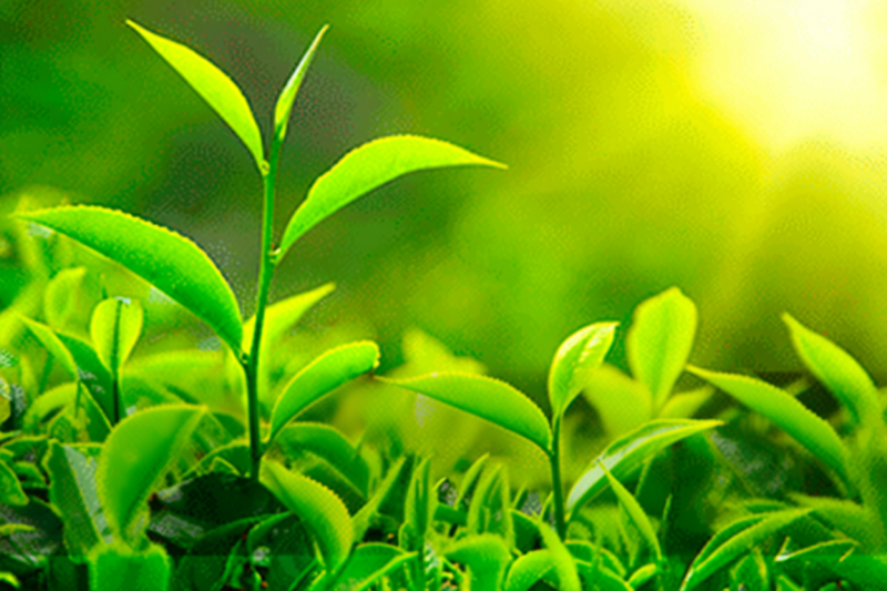 Удивительные свойства зелёного чая|Статьи о чае