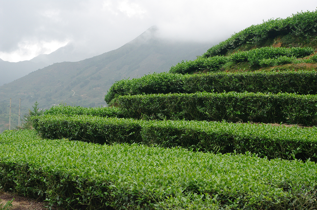 Аньси, те гуань инь, тегуаньинь, чай, чайный куст, чайная гора, как растет чай, чайные плантации