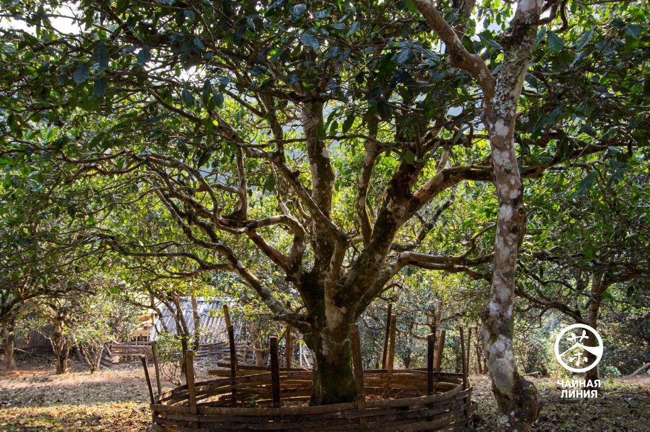 Старое чайное дерево
