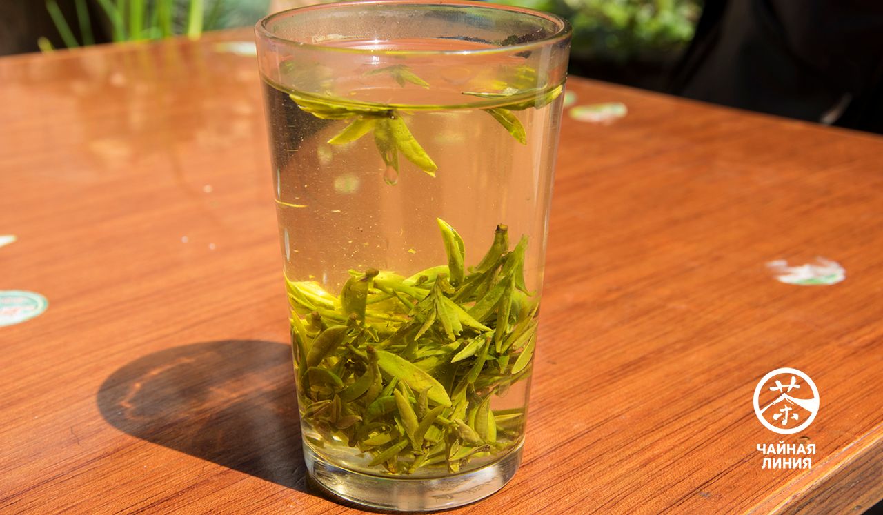 Заваривание зеленого чая в стакане