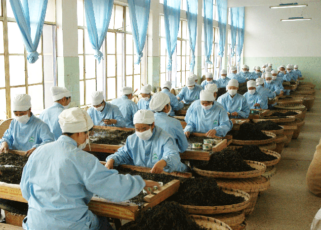 Сягуаньский чайный завод. Сягуань