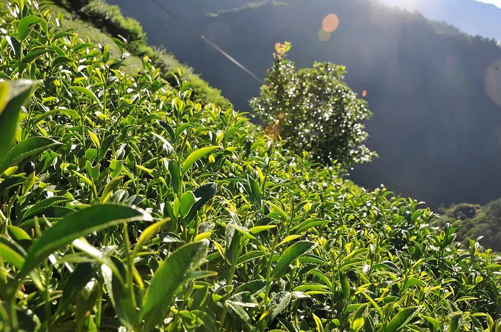 Дундин Улун Дундин Улун